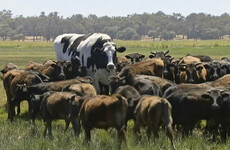 'The biggest cow in Australia, if not the world': Why Knickers the steer is captivating the planet