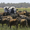 'The biggest cow in Australia, if not the world': Why Knickers the steer is captivating the planet