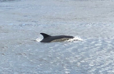 'Not a run-of-the-mill sighting': Dublin flips out as dolphin spotted swimming in the River Liffey