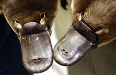Australia's egg-laying duck-billed platypus population is under threat