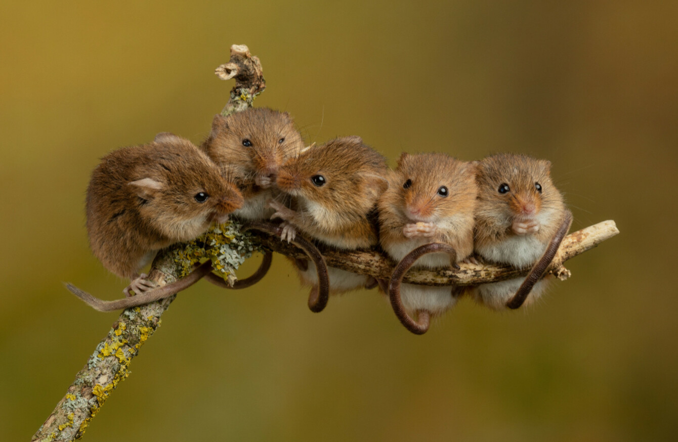 weirdly-shaped-mouse-sperm-can-be-used-to-tell-species-apart