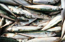 Irish fishermen to reduce mackerel quota by 20% next year
