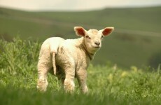 Lambs, Crisp Fest and The Life of Brian: What's on this Bank Holiday Weekend