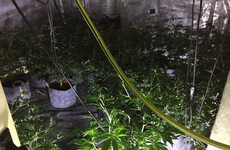 Gardaí seize 320 cannabis plants at 'sophisticated' Monaghan growhouse