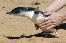 'Blind drunk' tourists fined $1,000 for stealing penguin from theme park