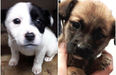 Puppies found among discarded rubbish rescued after passerby heard their cries