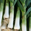 From the Garden: Leeks don't get the recognition they deserve