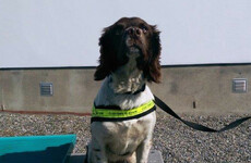Detector dog Meg sniffs out nearly 70 kilos of cannabis at Dublin port