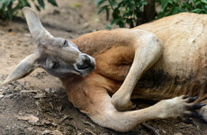 Tributes paid as 'Australian icon' Roger the Kangaroo dies aged 12
