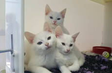 Rescue centres under strain by huge influx of kittens after heatwave prolonged cat mating season