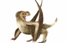 Breakthrough from scientists in Cork shows flying reptiles had feathers over 200 million years ago