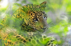 Leopard kills Buddhist monk meditating in Indian forest