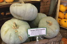From the Garden: Every cloud has a silver lining and bogland proved useful this summer