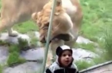 How not to... video your child at the zoo