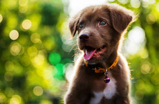 'Very concerning': Pet surgeries may be postponed due to shortage of anaesthetic drug