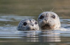 'It would be disastrous': People wrote to government in 1988 over concerns of a seal cull in Co Mayo