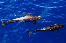Whale deaths off Donegal could have been caused by navy's sonar