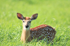US judge orders poacher to watch repeat screenings of Bambi as part of sentence