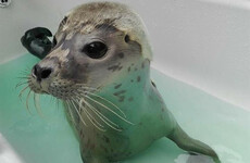 So, what do all the seals at Seal Rescue Ireland get up to over Christmas?