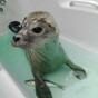 So, what do all the seals at Seal Rescue Ireland get up to over Christmas?