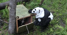 In pictures: pandas in training