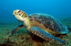 Up to 93% of green turtles could be female by 2100 due to climate change