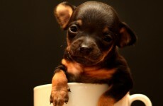 It's Friday, so here's a slideshow of animals in cups from around the world