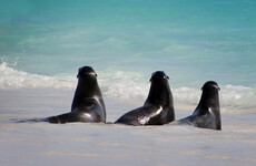 Outrage in New Zealand as six baby seals found decapitated