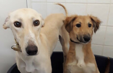 Foxhound and 3 lurchers seized at Dublin Port