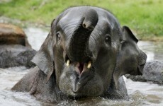 Boy killed by crazed elephant in Vietnam