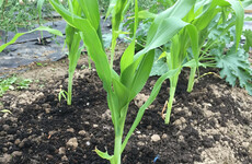 From the Garden: Reflecting on the year - it all went great except for the aubergines!