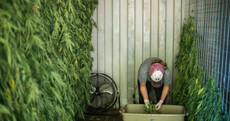 IFA willing to meet health minister after he backs idea of Irish farmers growing cannabis