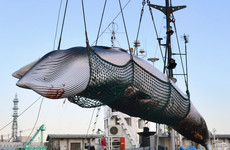 Japan is going to start hunting whales for commercial purposes again