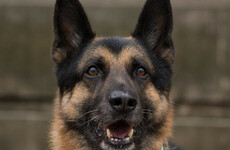 Sitdown Sunday: How do military dogs cope with retirement?
