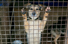 New rules around kennel sizes among dog breeding guidelines set to come into effect from 2019