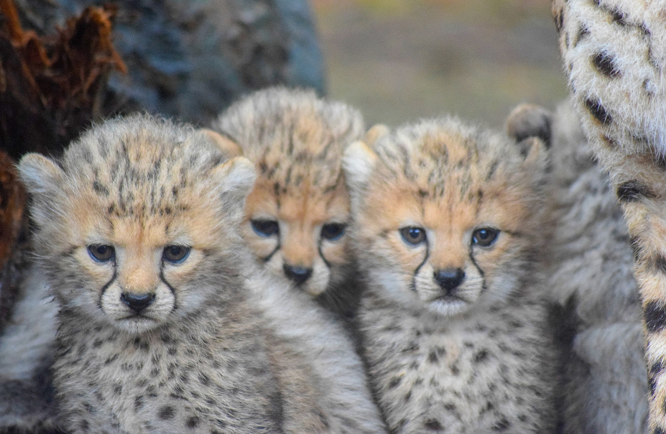 Four 'vulnerable' cheetah cubs born at Fota Wildlife Park