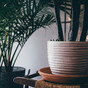 5 plants to replace your Christmas tree when it's gone