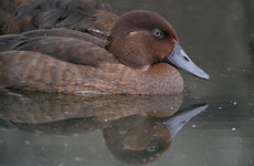 This little brown duck was once thought to be extinct - now, its been released back into the wild
