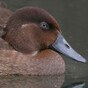 This little brown duck was once thought to be extinct - now, its been released back into the wild