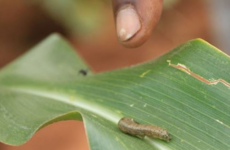 The young Irish scientists trying to help contain the Fall armyworm