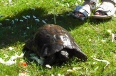 Have you seen this tortoise? 100-year-old pet makes quick getaway in Dublin