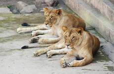 Lion kills young worker in US conservation park