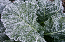 From the Garden: Midwinter is the time to grow veg in containers and to make root veg pie