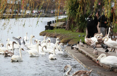 The Irish For: Forget the January blues - let's talk about birds