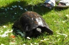 He's back! Rathgar tortoise returns home