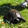 He's back! Rathgar tortoise returns home