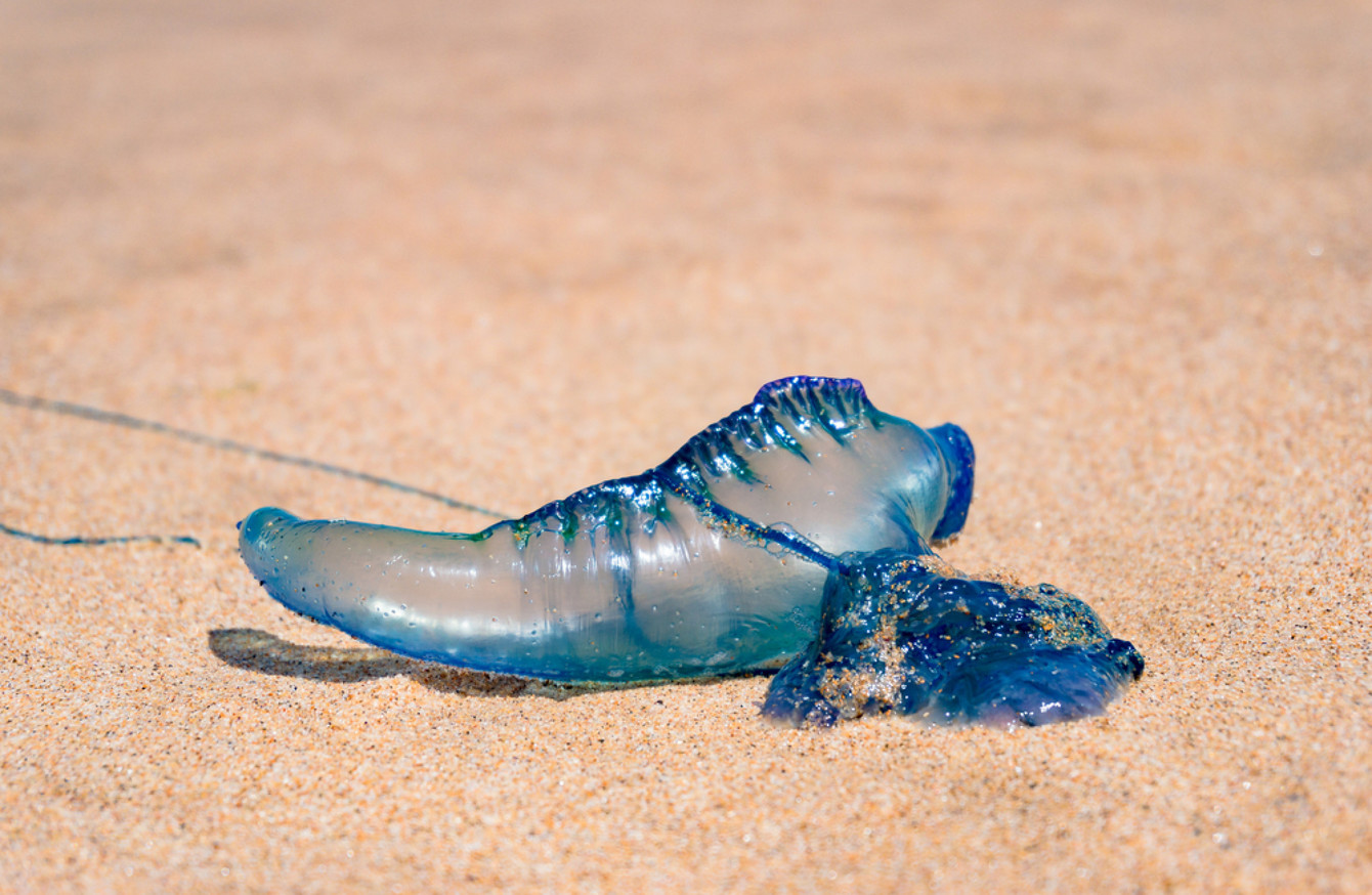 What Is A Blue Bottle Jellyfish
