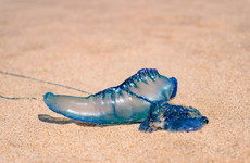 Thousands of Australians stung in bluebottle jellyfish invasion