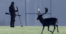 34 deer killed as part of regular cull at Phoenix Park