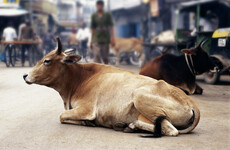 In Delhi, the government plans a new home for stray cows and elderly citizens